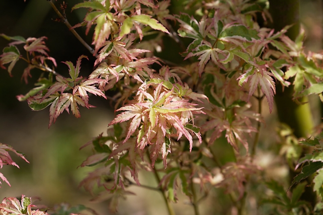 Jardin des Impressionnistes-MAI14-094